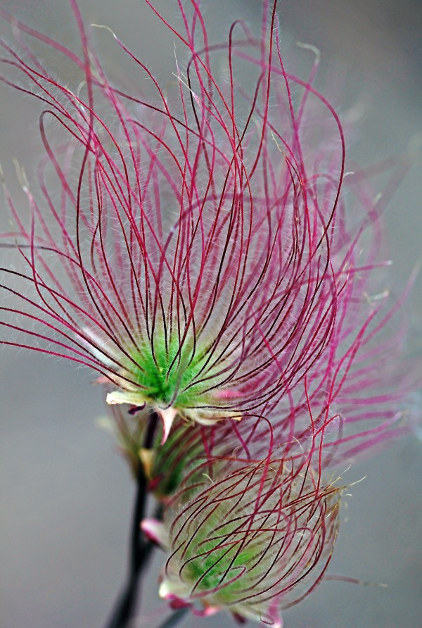 Prairie Smoke by Deb Oppermann